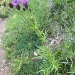 Centaurea scabiosa आदत