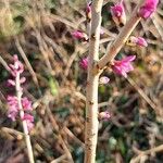 Daphne mezereum Bark