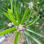 Chilopsis linearis Leaf