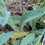 Inula montana Leaf