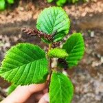 Betula medwediewii Hoja
