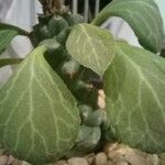 Euphorbia ritchiei Fulla
