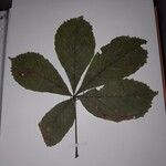 Aesculus hippocastanumLeaf