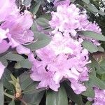 Rhododendron yunnanense Fiore