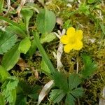 Potentilla canadensis Hoja