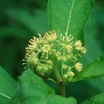 Penthorum sedoides Flower