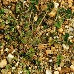 Trifolium suffocatum Libunga