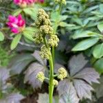 Rodgersia podophylla Flor