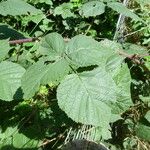 Rubus luticola Outro