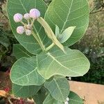 Calotropis procera 叶