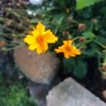 Coreopsis auriculata Leaf