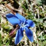 Gentiana sierrae Flower