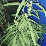 Cannabis sativa ഇല