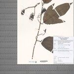 Adenia mannii ഇല