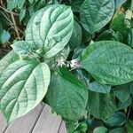 Clerodendrum umbellatum Leaf