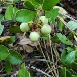 Arctostaphylos uva-ursi ফল