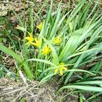 Gagea lutea Leaf