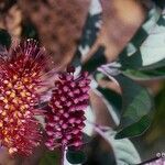 Geissois pruinosa Floare