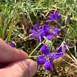 Delphinium consolida Fiore