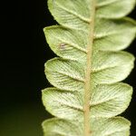 Thelypteris interrupta Hoja