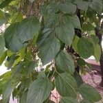 Cordia dichotoma Leaf