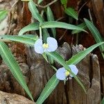 Commelina ensifolia 花