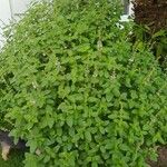 Ocimum americanumHostoa