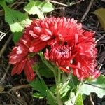 Chrysanthemum × morifolium Květ