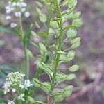 Lepidium virginicum Fruit