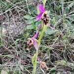 Ophrys scolopax 花