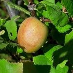 Prunus brigantina Fruit