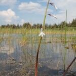 Lobelia dortmanna Vekstform