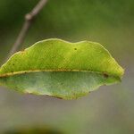 Syzygium borbonicum Leaf