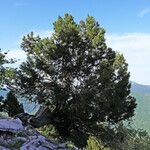 Juniperus foetidissima Habitus