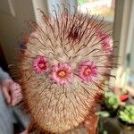 Mammillaria bombycina ᱛᱟᱦᱮᱸ