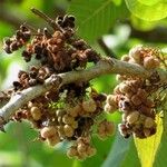 Curatella americana Fruit