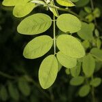 Indigofera trita Blatt