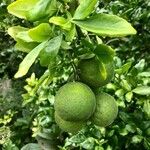 Citrus trifoliata ഫലം