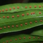 Microgramma thurnii Leaf