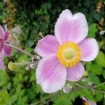 Anemone tomentosa Blüte