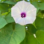 Ipomoea tiliacea Flor