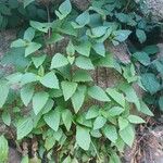 Ageratina adenophora Лист