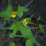 Viola lobata Hábito