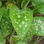 Pulmonaria saccharata Feuille