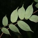 Crudia bracteata 葉
