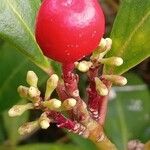 Skimmia japonica Frukt