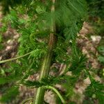 Artemisia annua Rinde