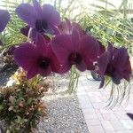 Dendrobium bigibbum Квітка