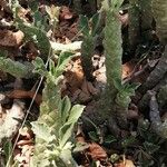 Euphorbia caput-medusae Leaf