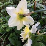 Narcissus bicolor Arall